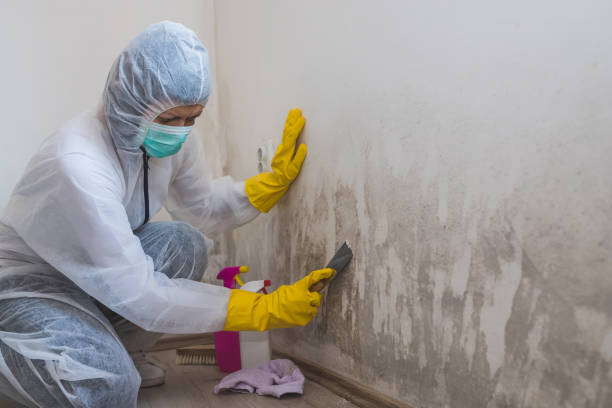 Best Mold Cleaning Services  in Baldwin, FL