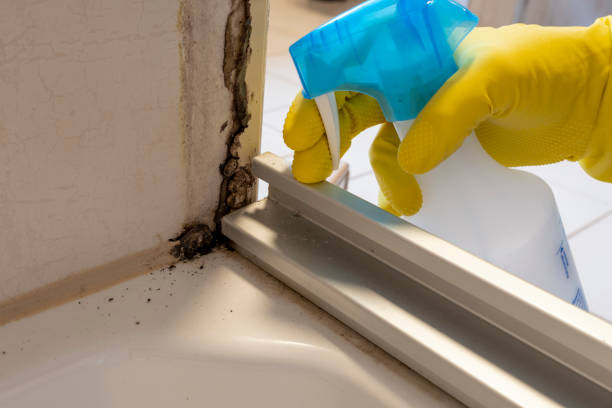 Best Mold Removal Near Me  in Baldwin, FL