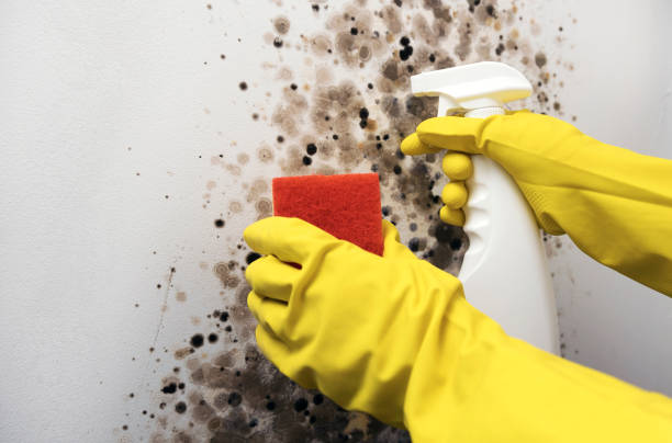 Best Affordable Mold Removal  in Baldwin, FL