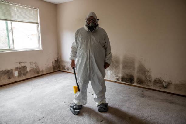 Best Black Mold Removal  in Baldwin, FL