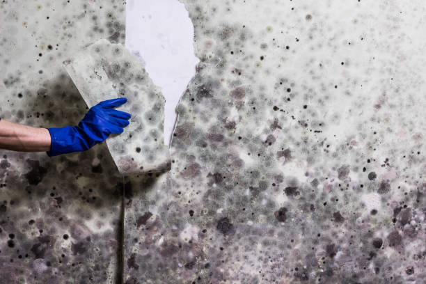 Mold Removal and Inspection in Baldwin, FL