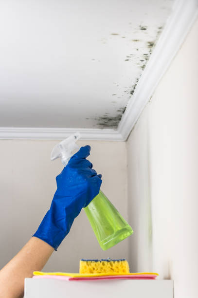 Best Commercial Mold Removal  in Baldwin, FL